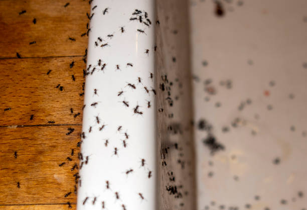 Best Local Pest Control Services  in Smithfield, UT